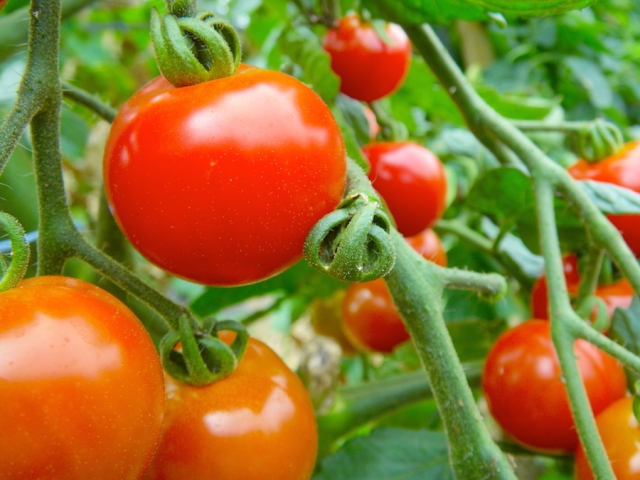 「塩トマト」は美容や健康、ダイエットに効果がある！　「塩レモン」にだって負けない！